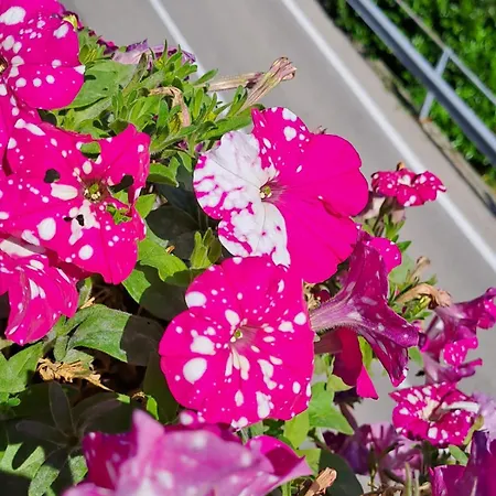 Han/Misafirhane Provinciale 79 *