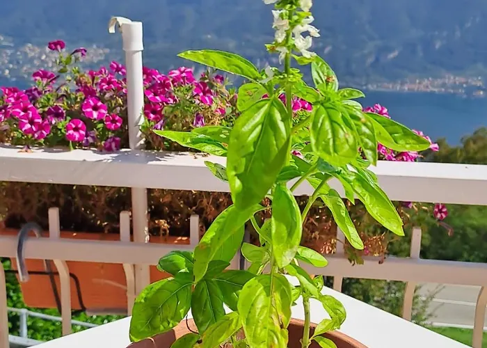 Inn Provinciale 79 Magreglio