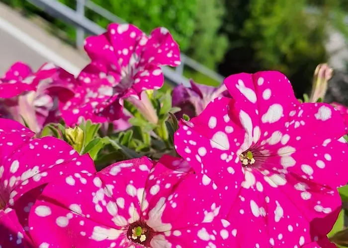 Inn Provinciale 79 *