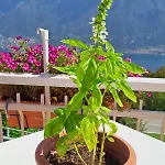 Inn Provinciale 79 Magreglio