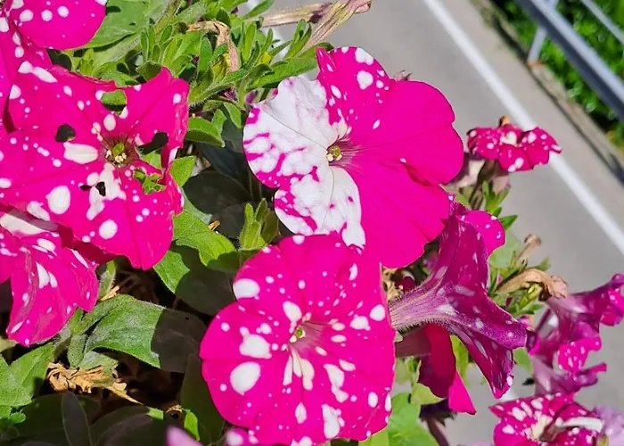 Gasthof Provinciale 79 *