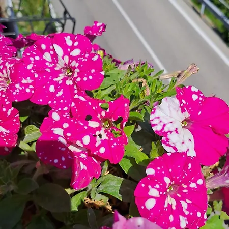 Provinciale 79 Zajazd