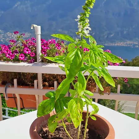 Zajazd Provinciale 79 Magreglio