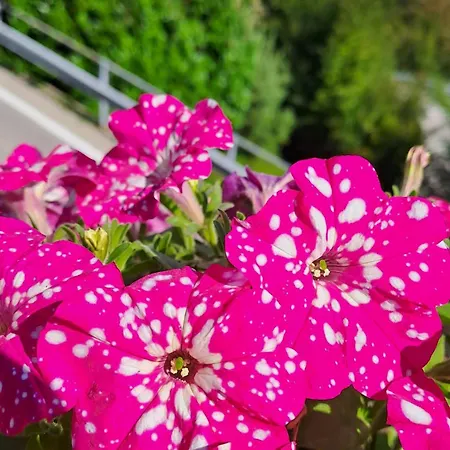 Zajazd Provinciale 79 *