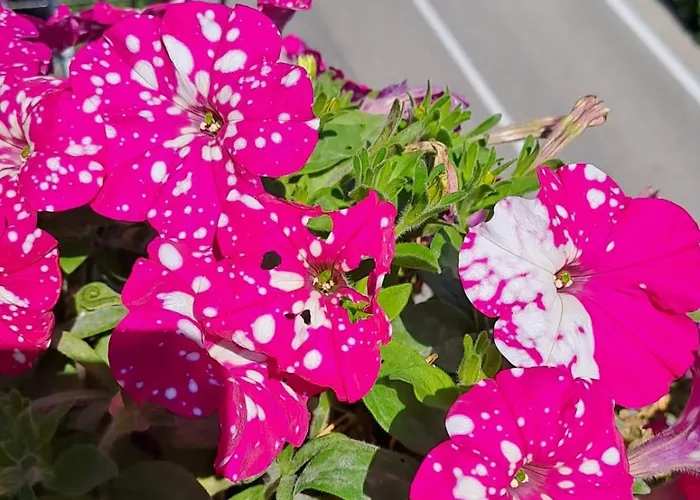 Provinciale 79 אורחן